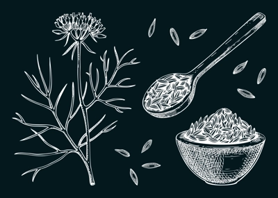 Cumin sketches set. Kitchen spice chalk drawing. Indian herbs and spices hand-drawn vector illustration. NOT AI genereted
